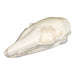 Replica Numbat Skull