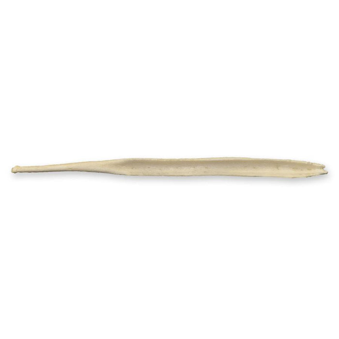 Replica Gray Wolf Baculum