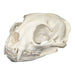 Replica Ocelot Skull