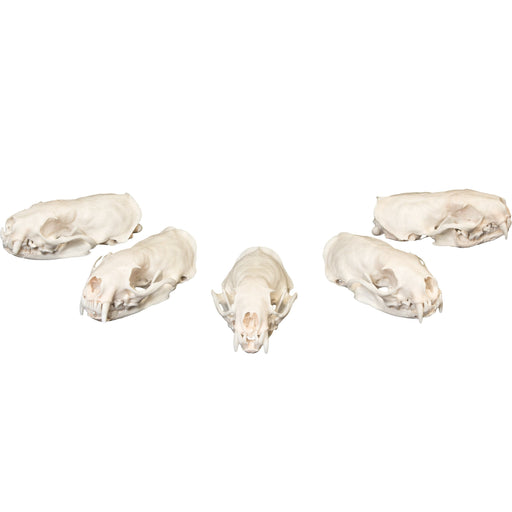 Real Bag-O-Mink Skulls