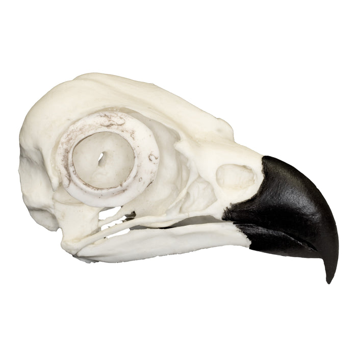 Replica Osprey Skull