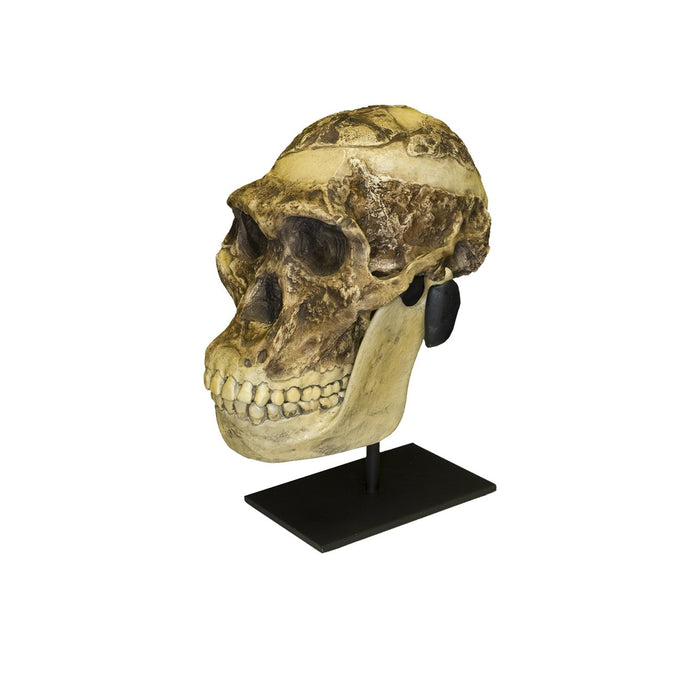 Replica Mrs. Ples STS 5 Skull and Jaw