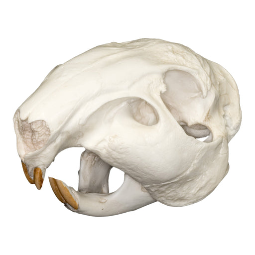 Replica Paca Skull