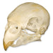 Real Parakeet Skull