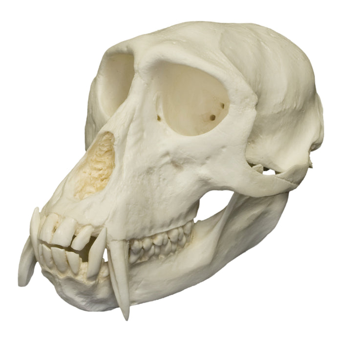 Replica Patas Monkey Skull