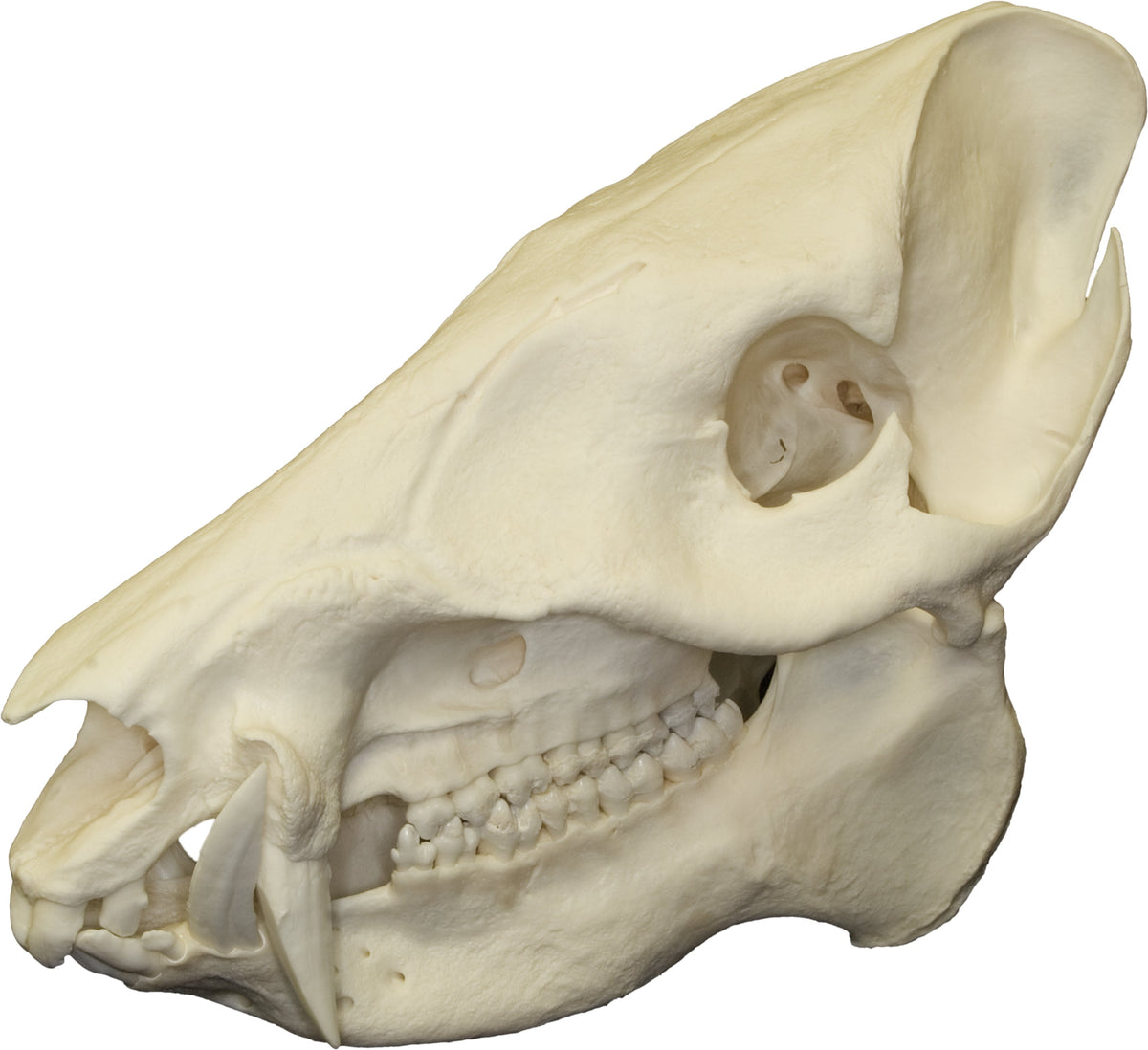 Real Peccary Skull — Skulls Unlimited International, Inc.