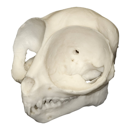 Replica Philippine Tarsier Skull