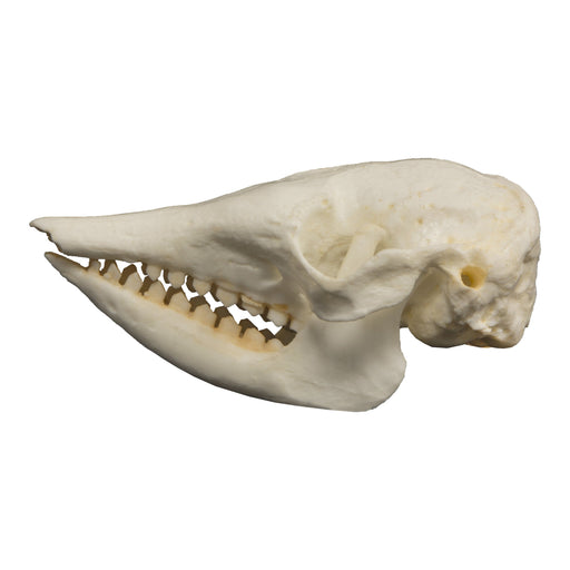 Replica Pichi Dwarf Armadillo Skull