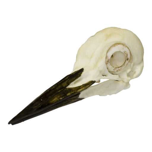 Replica Pileated Woodpecker Skull