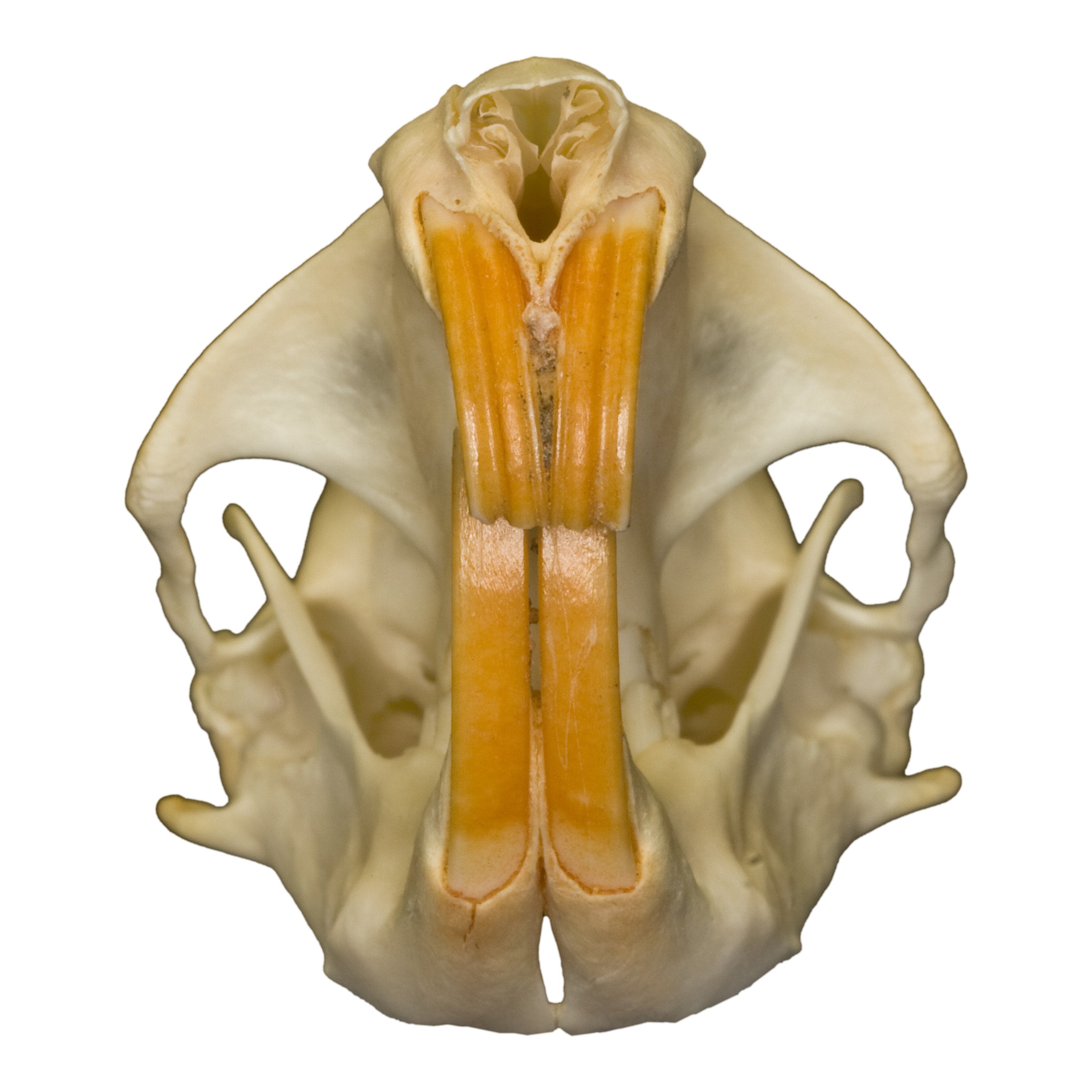 northern pocket gopher skull