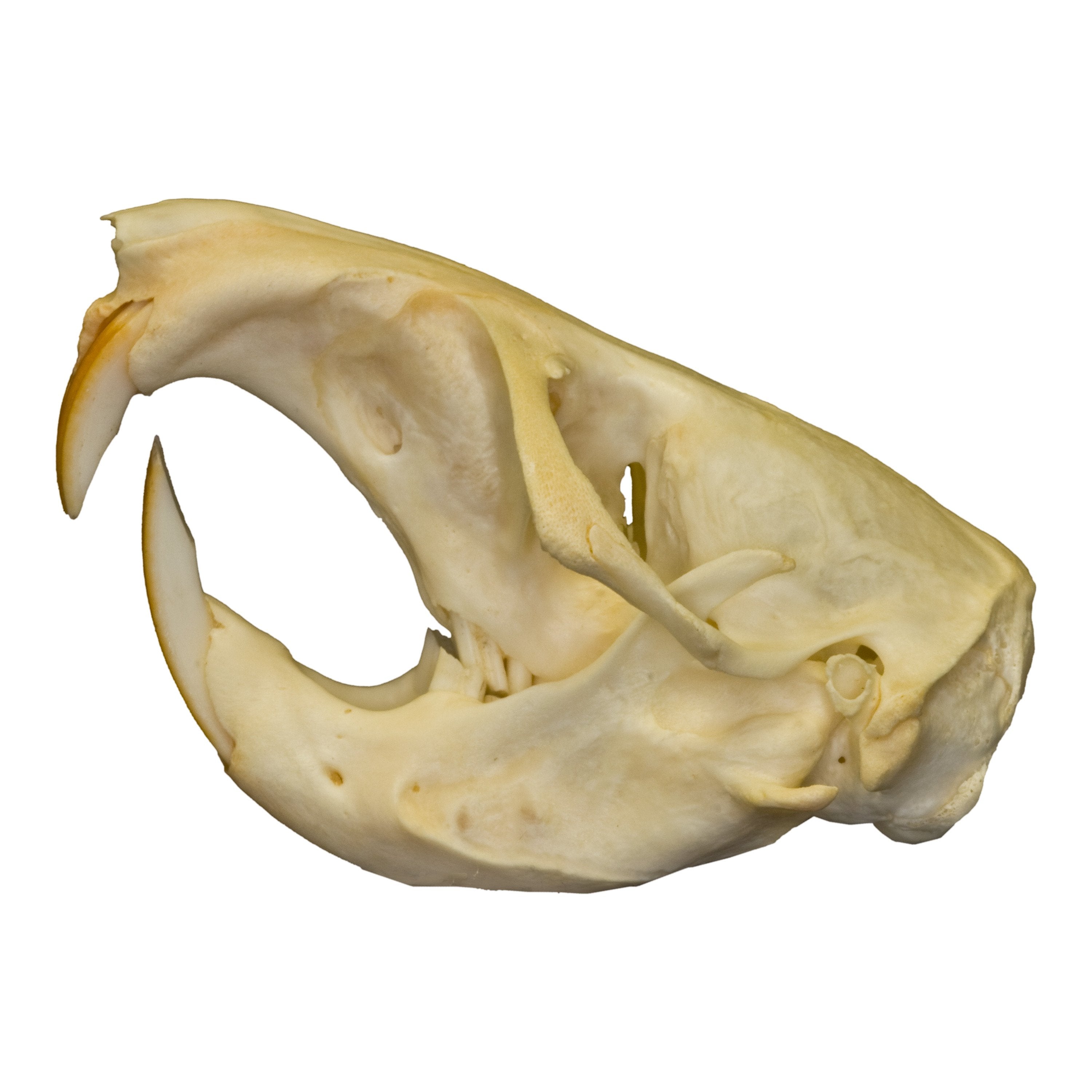 northern pocket gopher skull