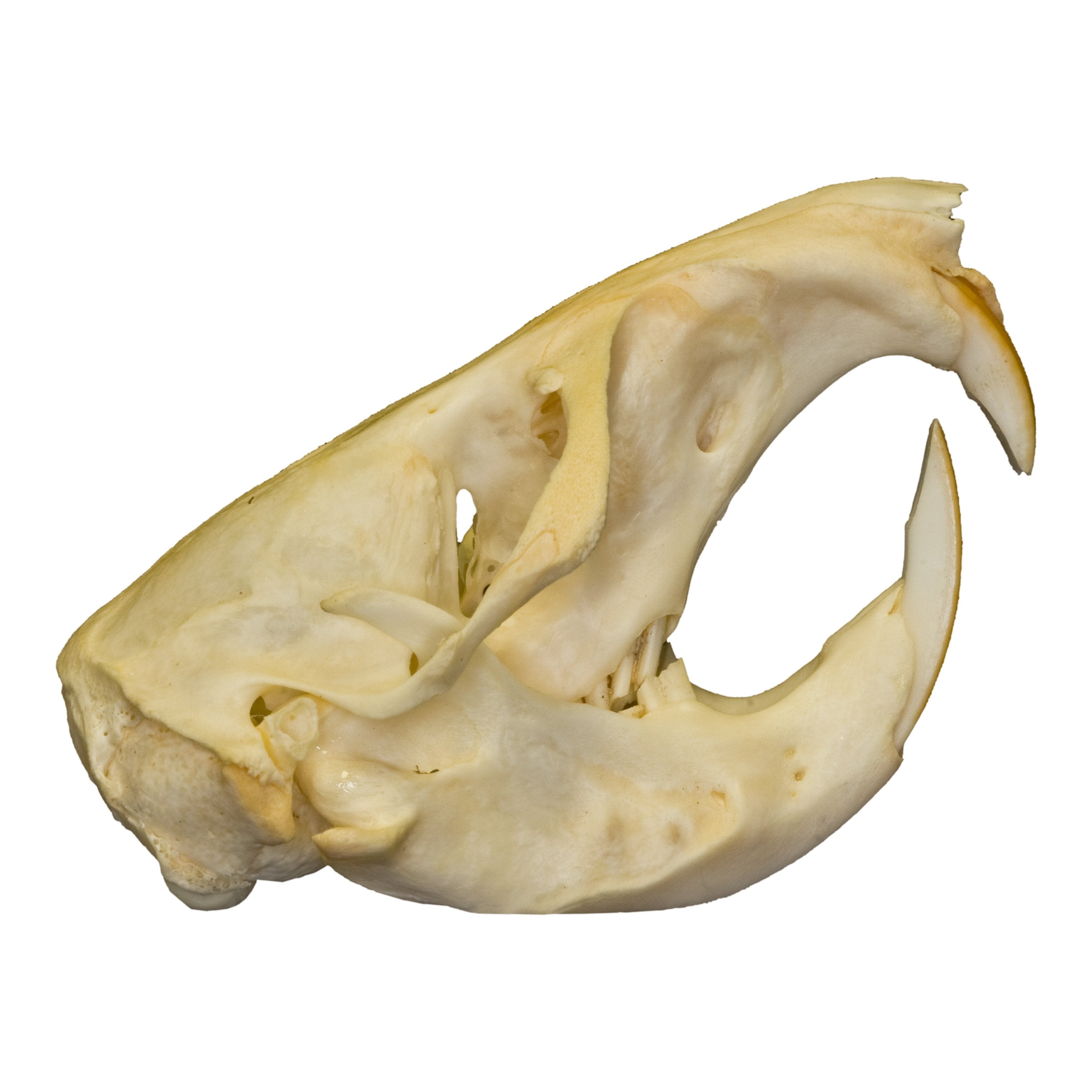 northern pocket gopher skull