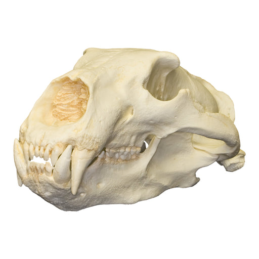 Replica Polar Bear Skull