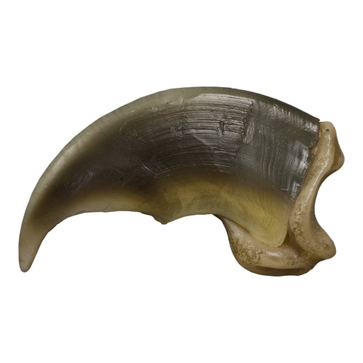 Replica Polar Bear Claw (8 cm)