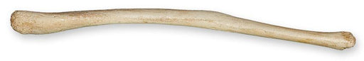 Replica Polar Bear Baculum