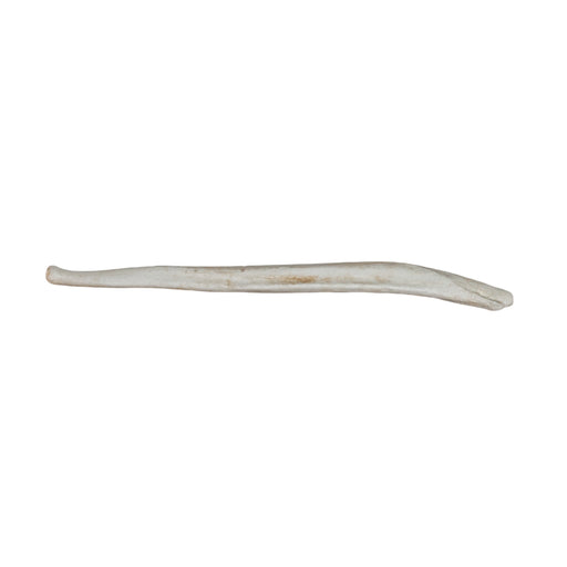 Replica American Black Bear Baculum