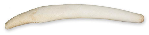 Replica Hooded Seal Baculum