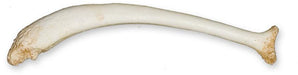 Replica California Sea Lion Baculum