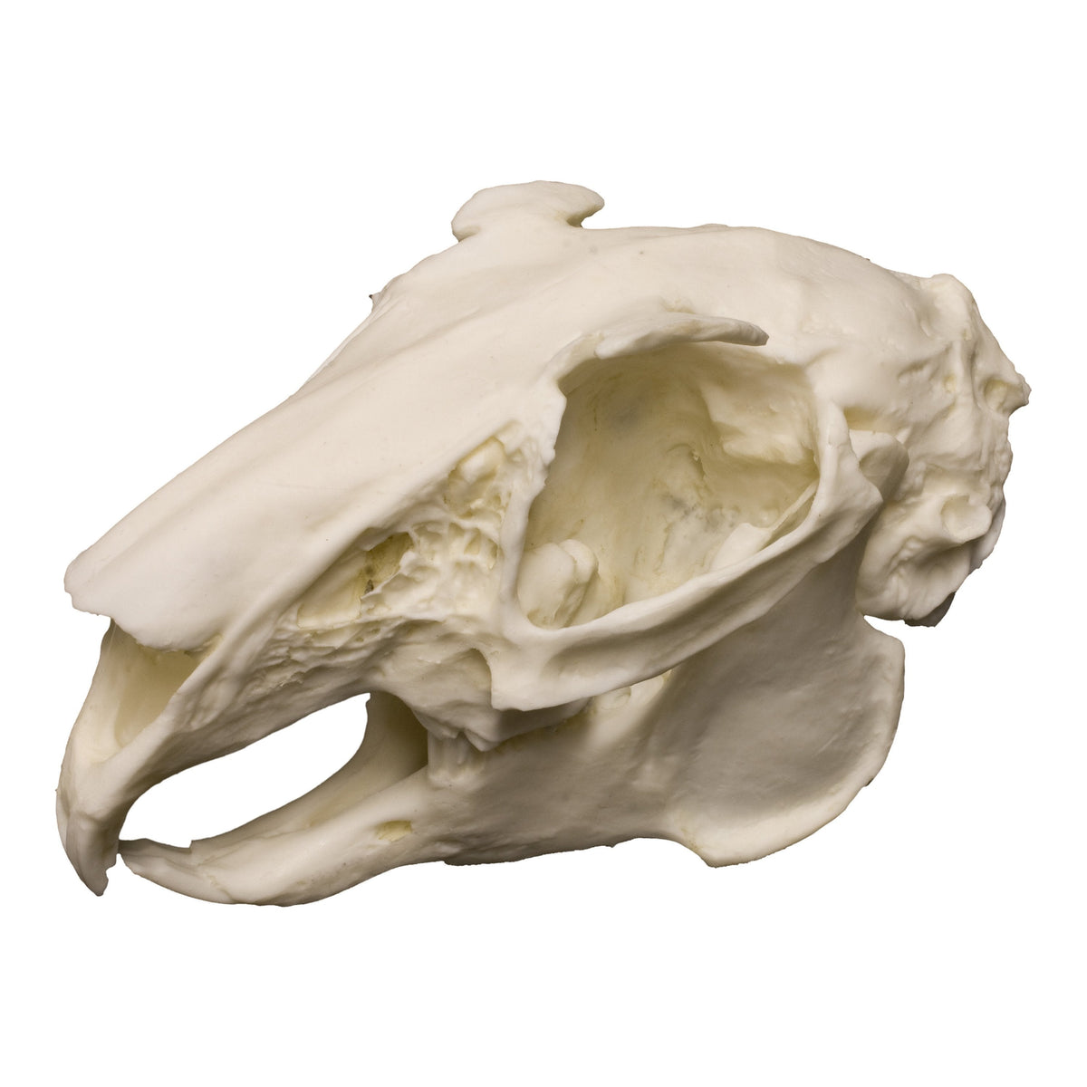 Покажи фото черепа кролика Replica Rabbit Skull For Sale - Skulls Unlimited International, Inc.