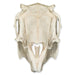 Real Predator and Prey Skull Set