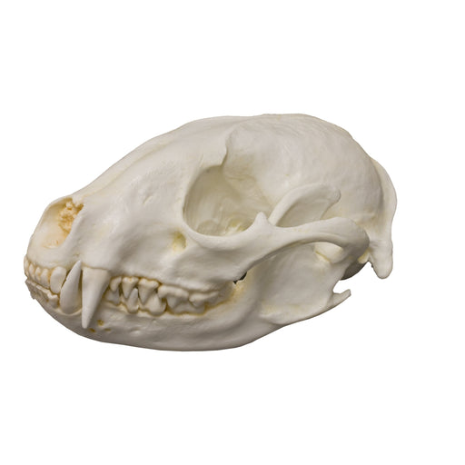 Replica Raccoon Skull