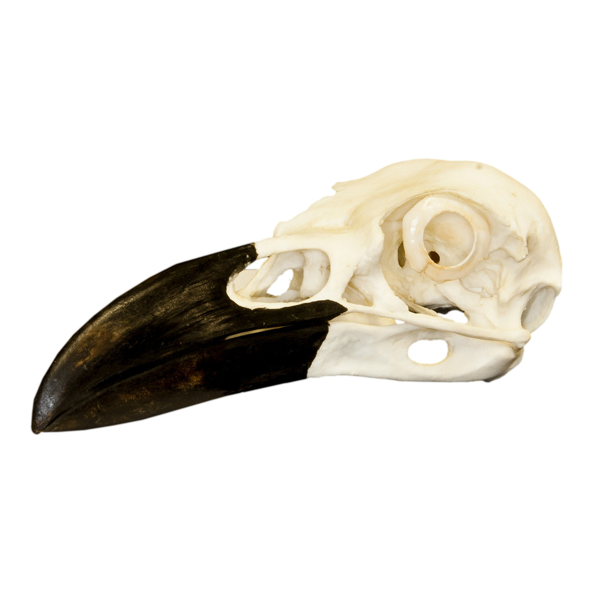 MySacrum BIG newest RAVEN SKULL