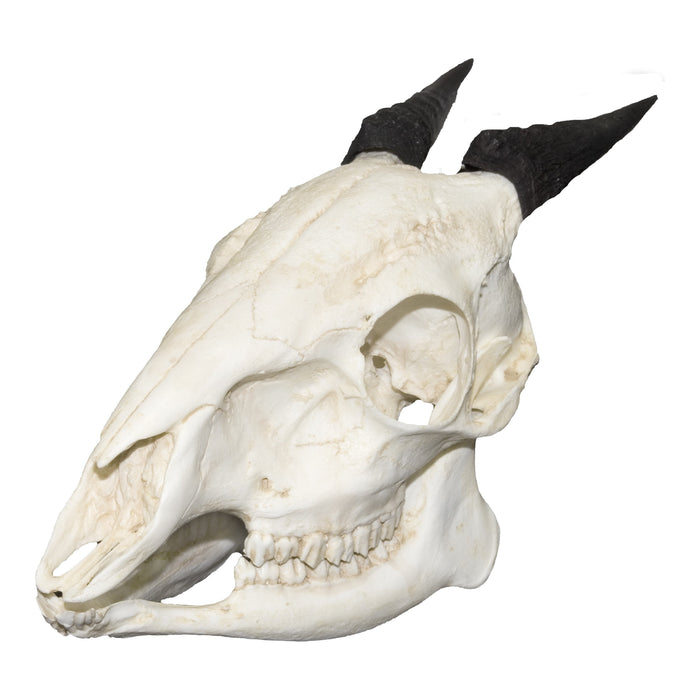 Replica Red Forest Duiker Skull