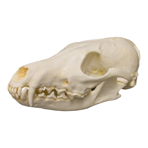 Replica Red Fox Skull