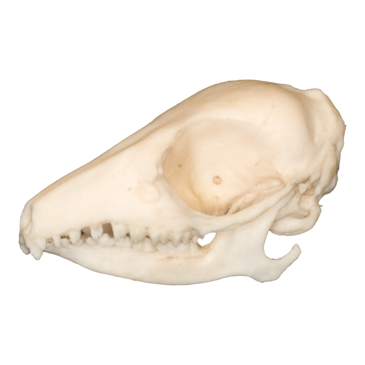 Replic Elephant Shrew Skull — Skulls Unlimited International, Inc.