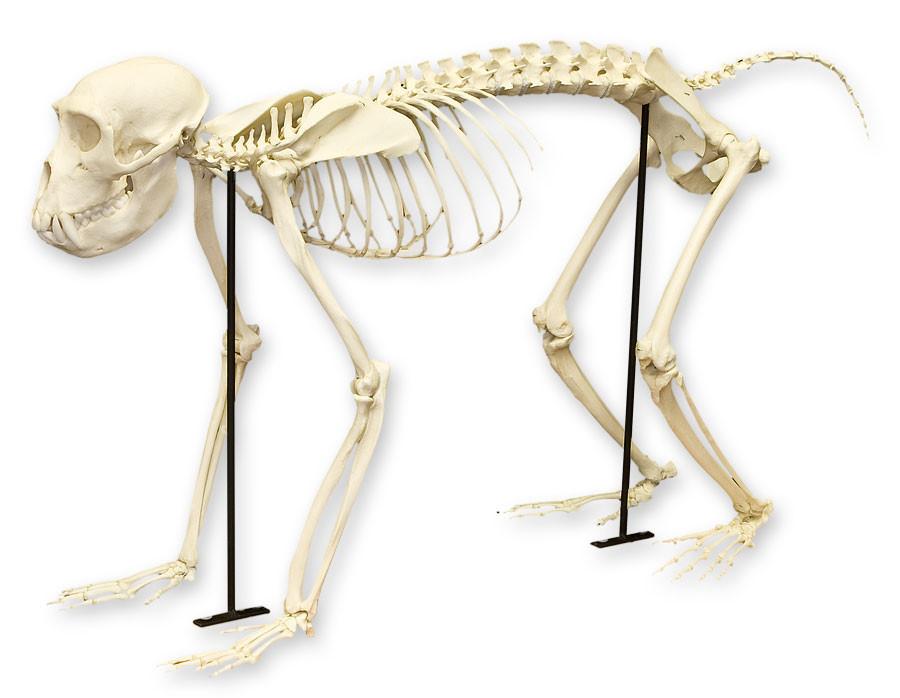 Replica Rhesus Monkey Skeleton