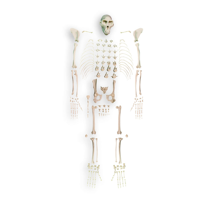 Replica Rhesus Monkey Skeleton