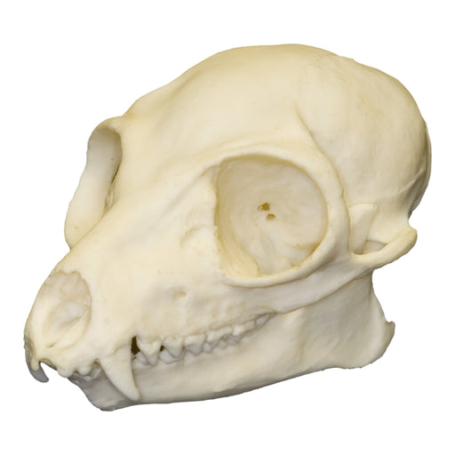 Replica Ring-tailed Lemur Skull