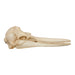 Replica Rough-toothed Dolphin Skull