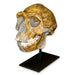 Replica Peking Man Skull