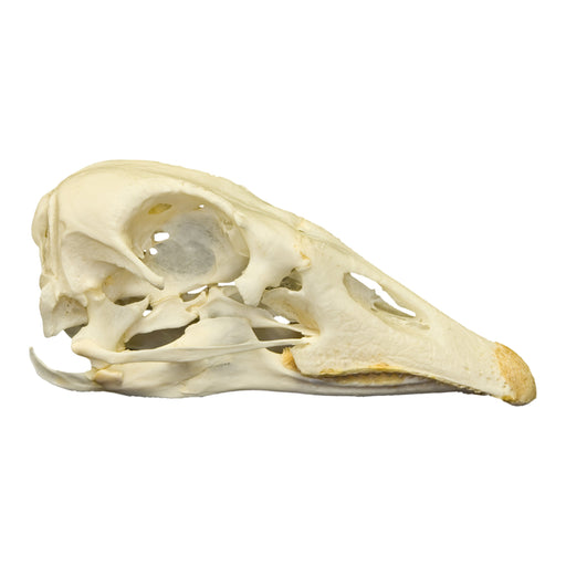 Real Domestic Goose Skull