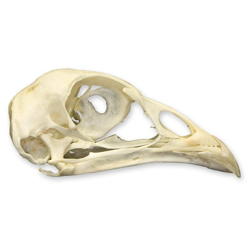 Real Pheasant Skull