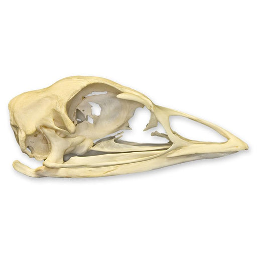 Real Domestic Turkey Skull