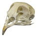 Real Quail Skull