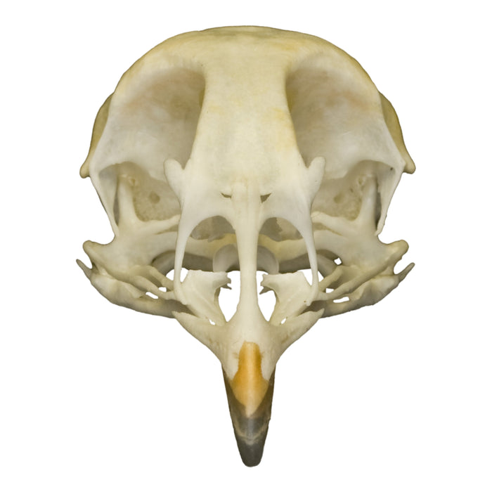 Real Quail Skull