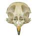 Real Quail Skull