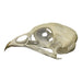 Real Quail Skull