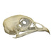 Real Quail Skull