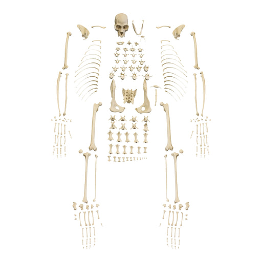 Replica Black Spider Monkey Skeleton