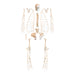 Replica Human Skeleton - Robust Asian Male