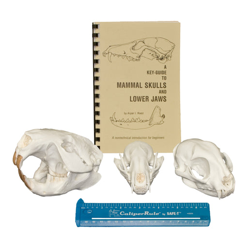 Learning Kit - Small Mammal Dietary