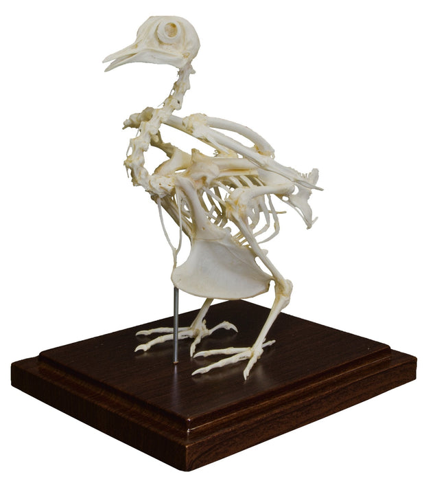 Real Pigeon Economy Skeleton For Sale — Skulls Unlimited International ...