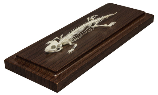 Real Lizard Skeleton - Economy