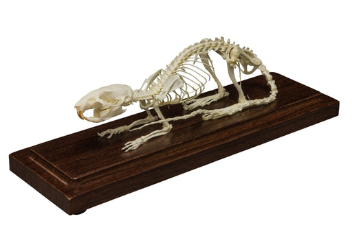 Real Rat Skeleton - Economy