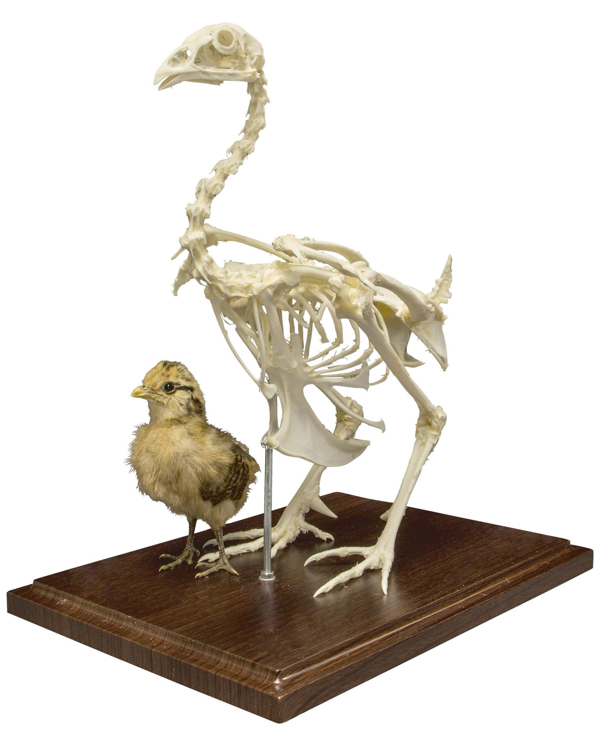Real Chicken Skeleton (Economy) For Sale — Skulls Unlimited ...