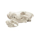 Real Predator and Prey Skull Set